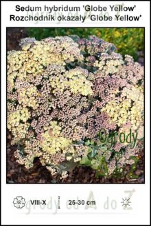 Sedum-hybridum-Globe-Yellow.jpg