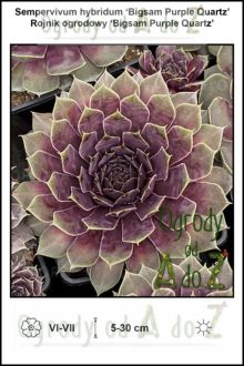 Sempervivum-hybridum-Bigsam-Purple-Quartz.jpg
