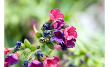 Cętki i kropki zawsze w modzie. Pulmonaria (miodunka) 