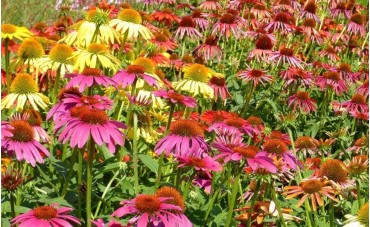 Zdrowo i kolorowo - Echinacea czyli jeżówka purpurowa