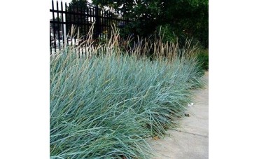 W ogrodzie jak na stepie