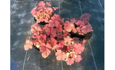 Wielobarwne liście w ogrodzie – żurawka (heuchera).