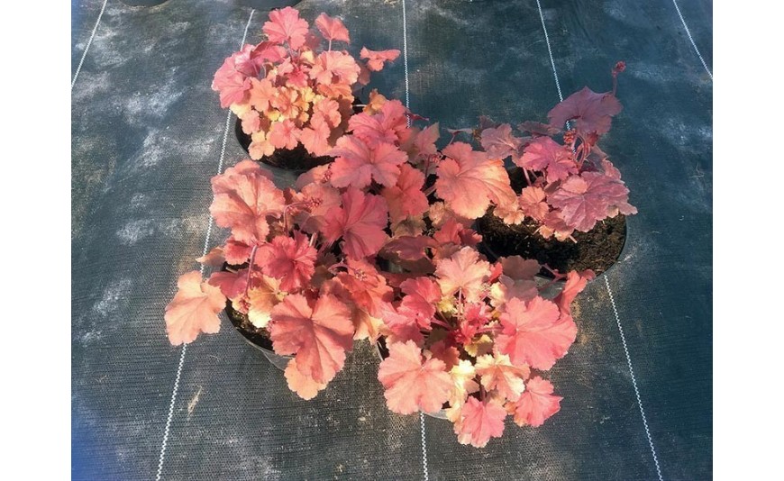 Wielobarwne liście w ogrodzie – żurawka (heuchera). Wielobarwne liście w ogrodzie – żurawka (heuchera).