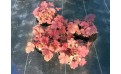 Wielobarwne liście w ogrodzie – żurawka (heuchera). Wielobarwne liście w ogrodzie – żurawka (heuchera).