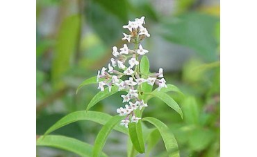 Aromatyczne zioło - lippia cytrynowa