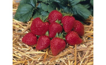 Elan - truskawka o zwisających pędach