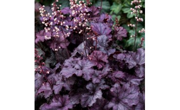 Giganty wśród żurawek. Heuchera z serii Rex.