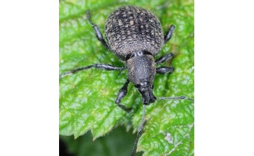 Opuchlak - szkodnik w uprawie żurawek