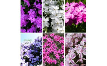 Wiosenna piątka skalna - byliny skalniakowe