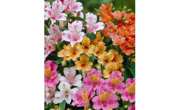 Alstroemeria (Alstremeria) ogrodowa - uprawa, pielęgnacja, rozmnażanie